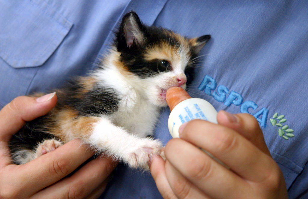 Kitten being fed from a bottle