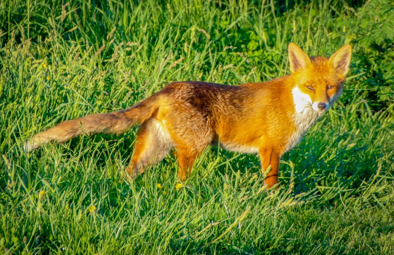 Wild red fox in grass looking at camera