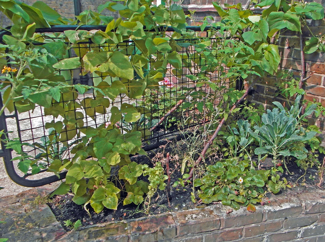 Vegetables growing in a yard