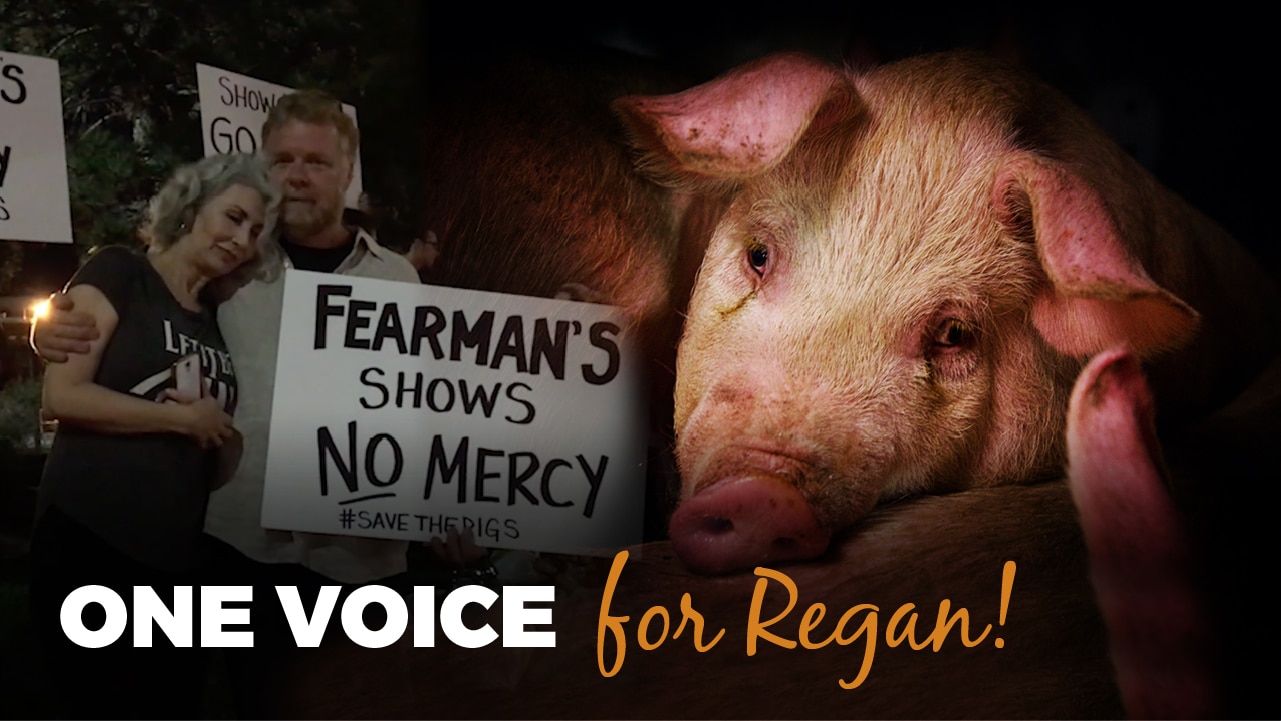 Image of a Pig, a couple with a placard, and the slogan One Voice for Regan, 