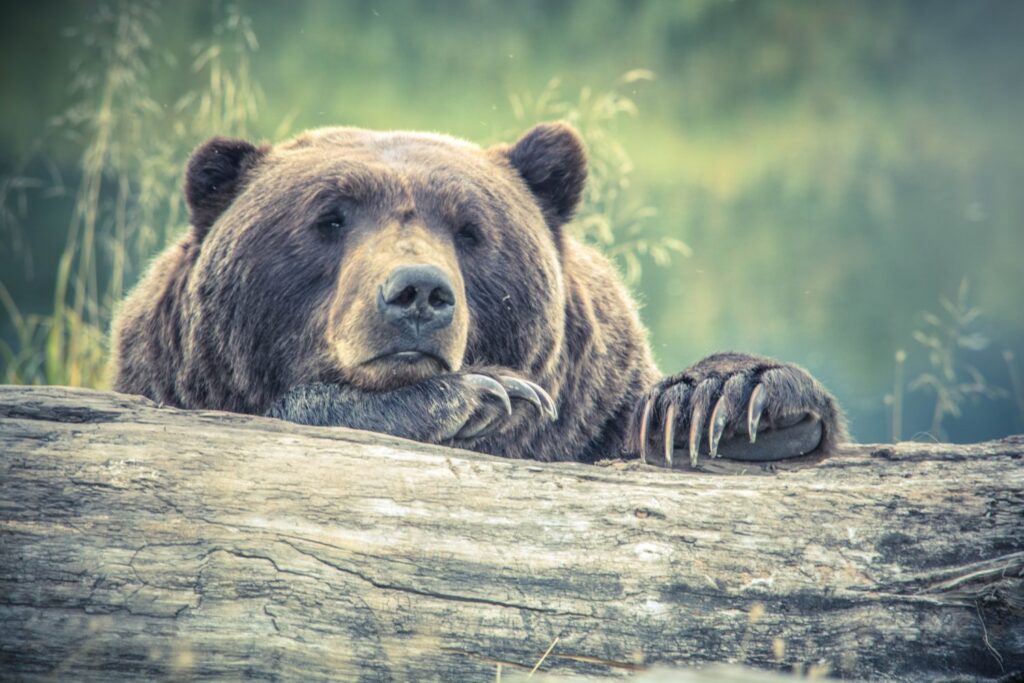 bear boy advocate