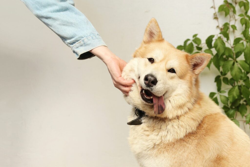 vegan dog food