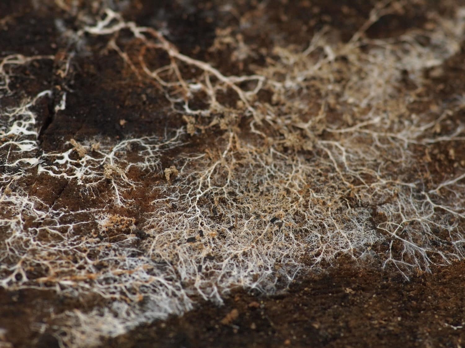Mycelium 