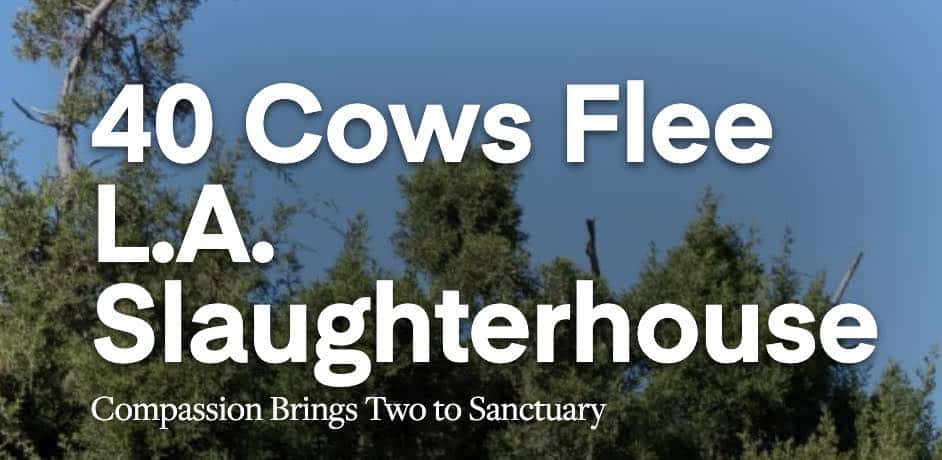 Farm Sanctuary headline.