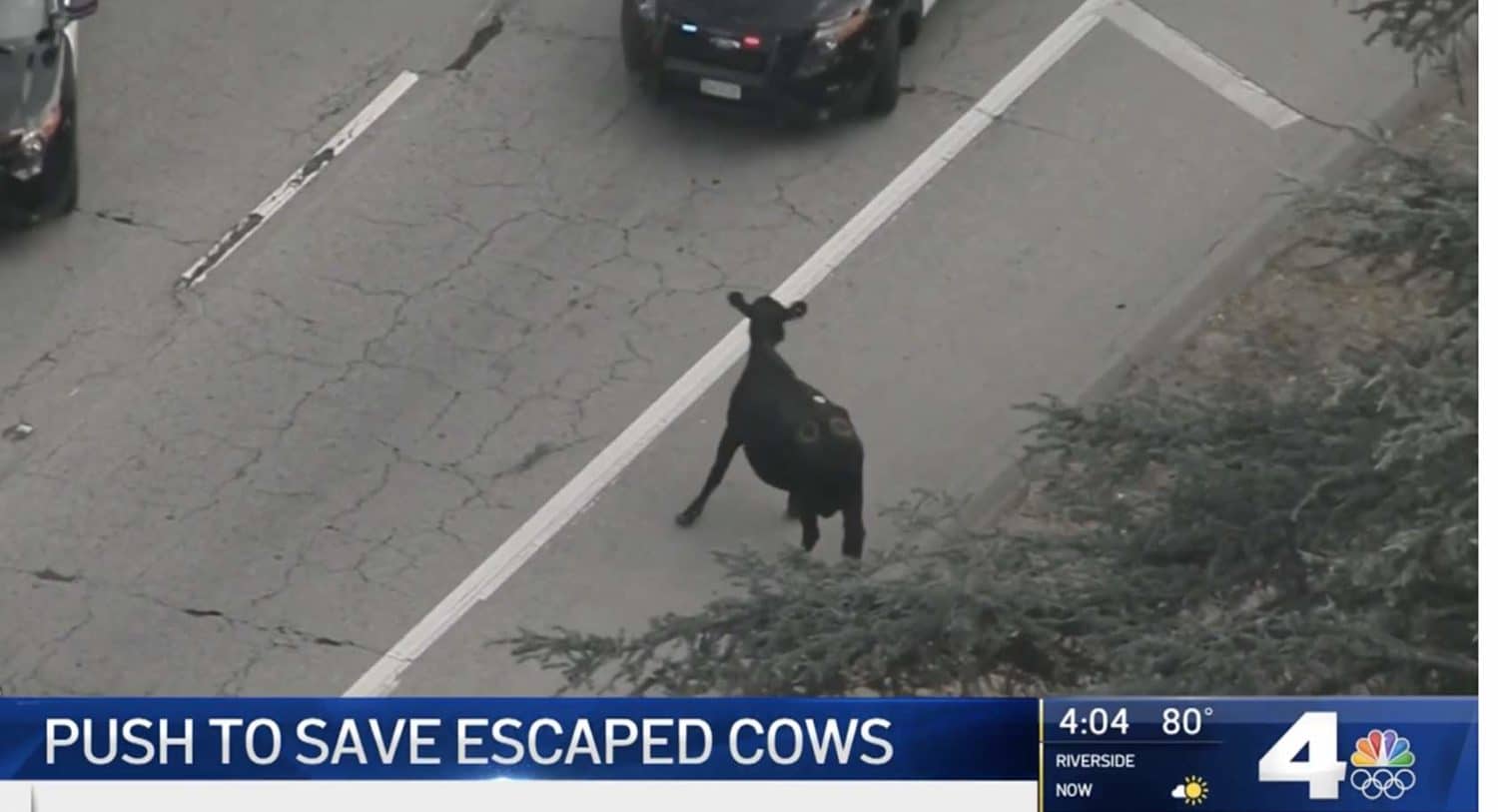 The nation watched the live coverage as a herd of cows that escaped from the slaughterhouse tried to remain free and alive. 