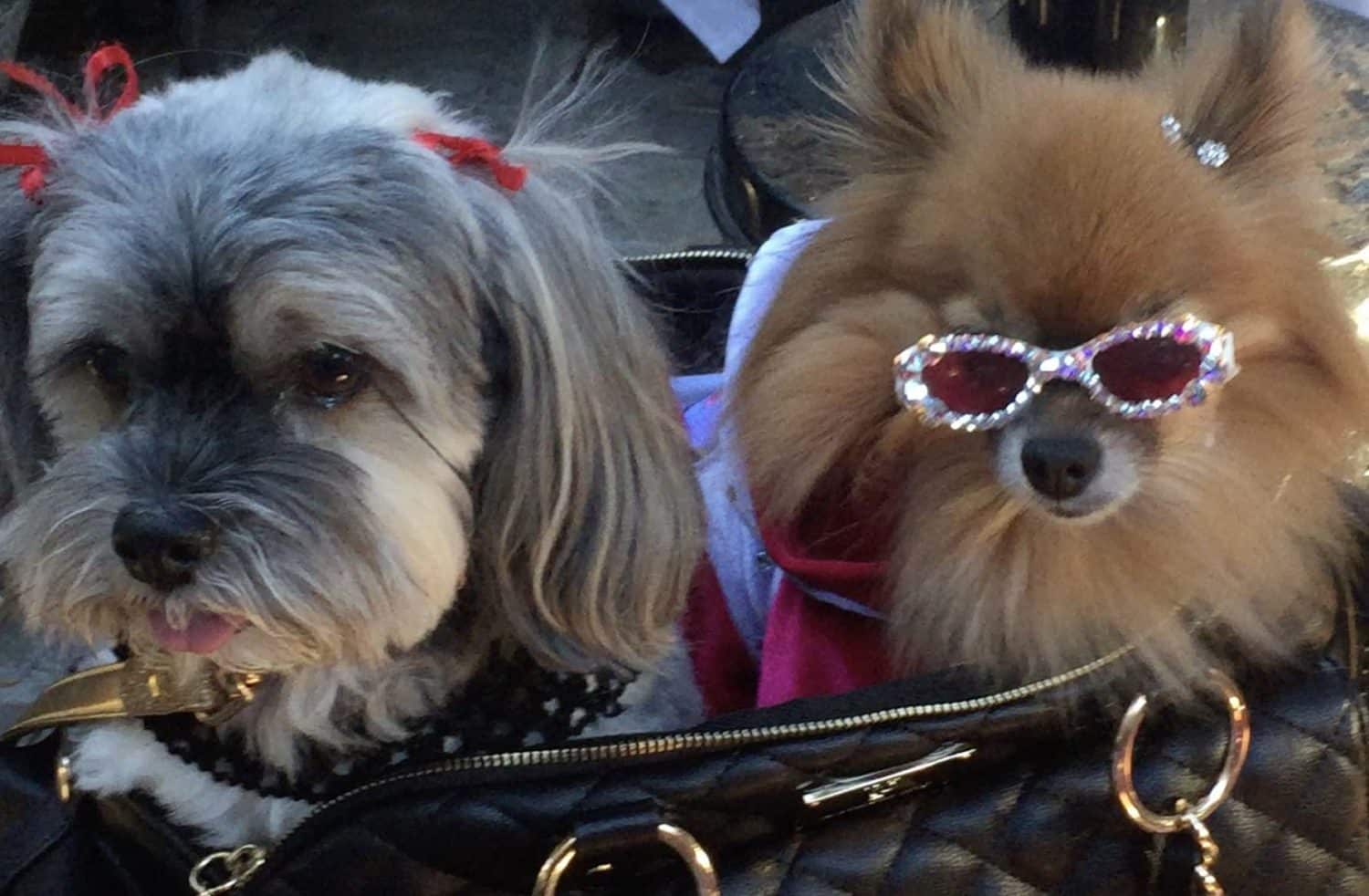 Trendy Dogs in Weho