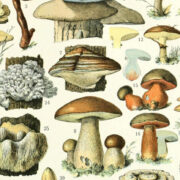 Drawings of different types of mushrooms