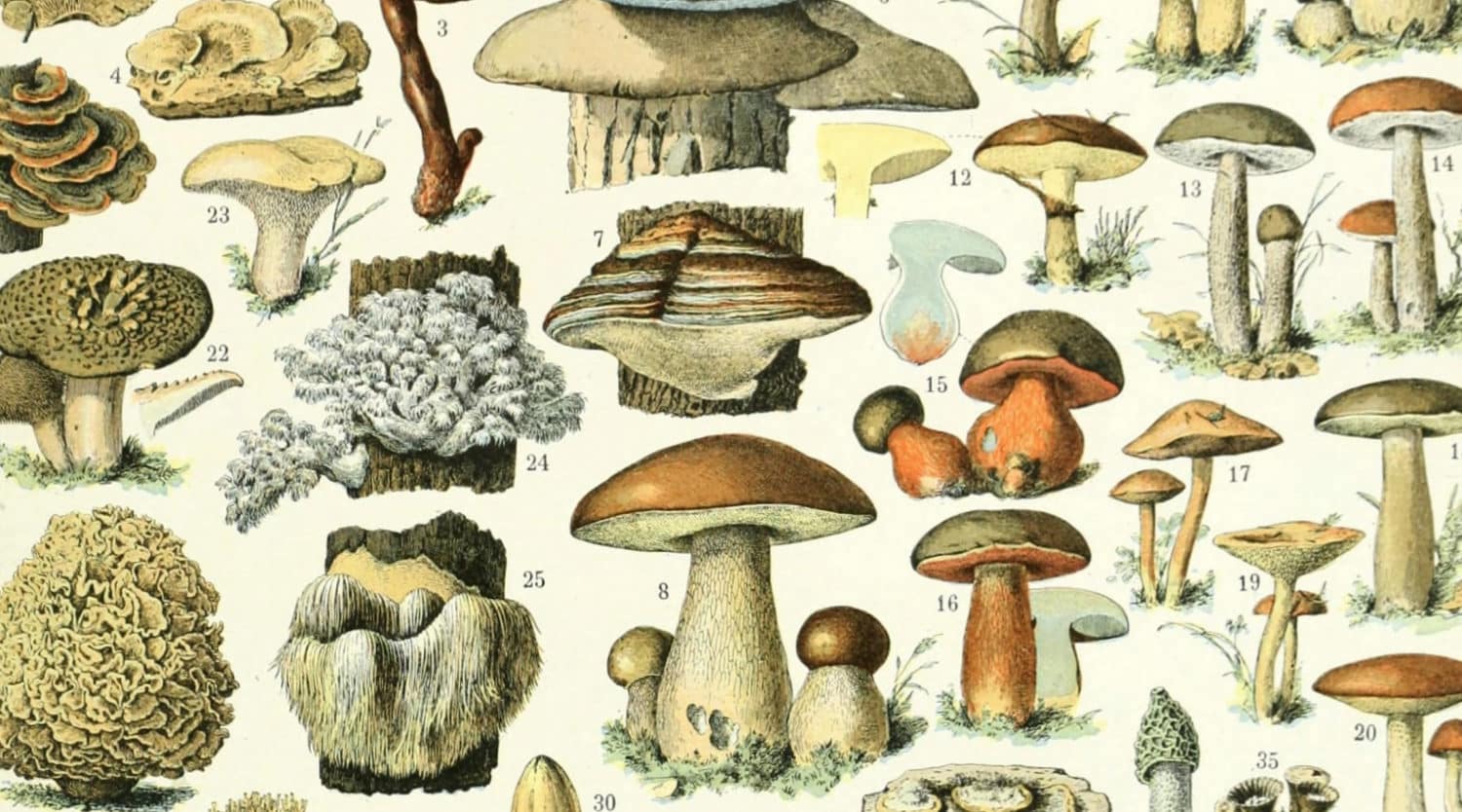 Drawings of different types of mushrooms