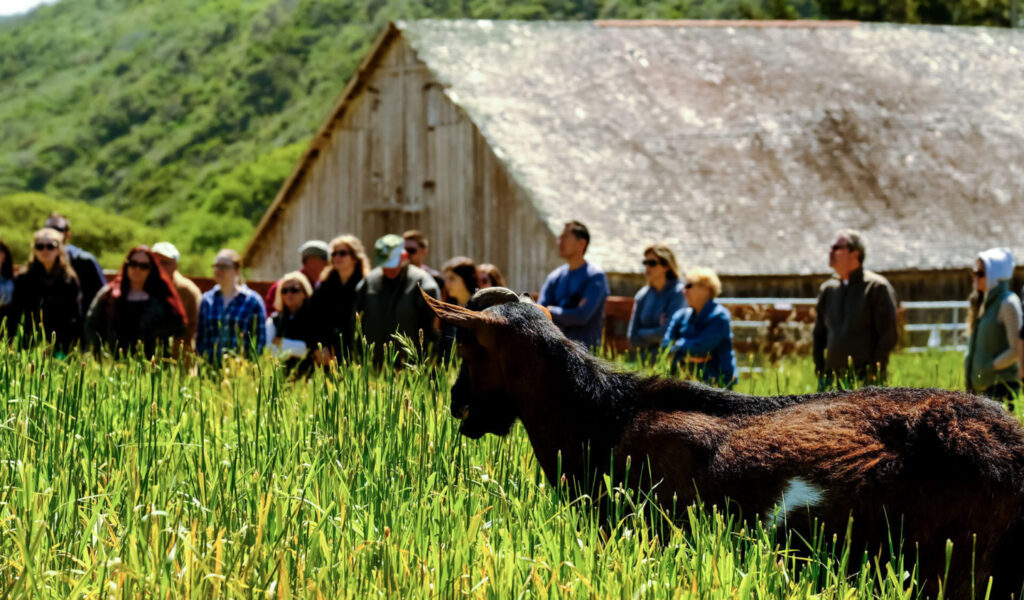 People watching a goat on a field