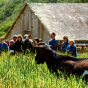 People watching a goat on a field