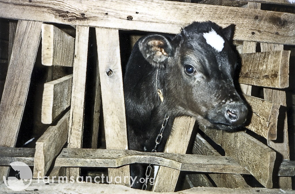 Chained calf in a small enclosure. A reason fof fighting the dairy industry