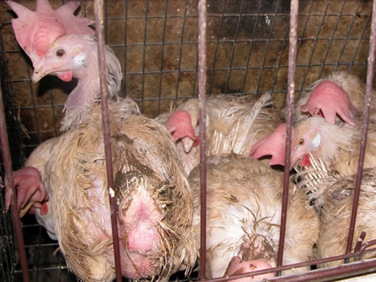 Hens with feather loss in a cage that will be illgel under California's Proposition 12