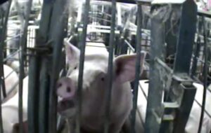 Gestation crate