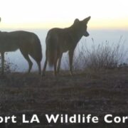 Two coyotes on top of a mountain in L.A, in one of the current wildlife corridors