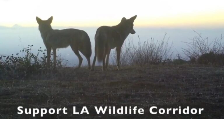 Two coyotes on top of a mountain in L.A, in one of the current wildlife corridors