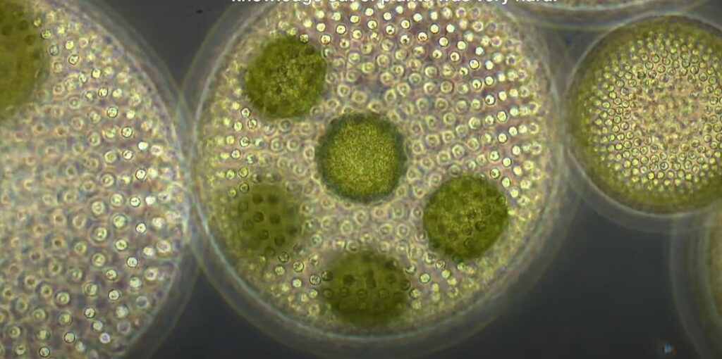 Microscopic view of green algae