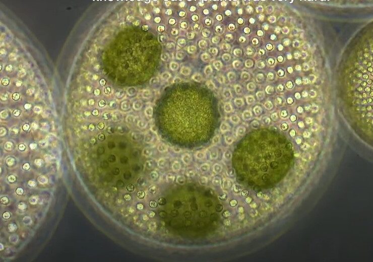 Microscopic view of green algae