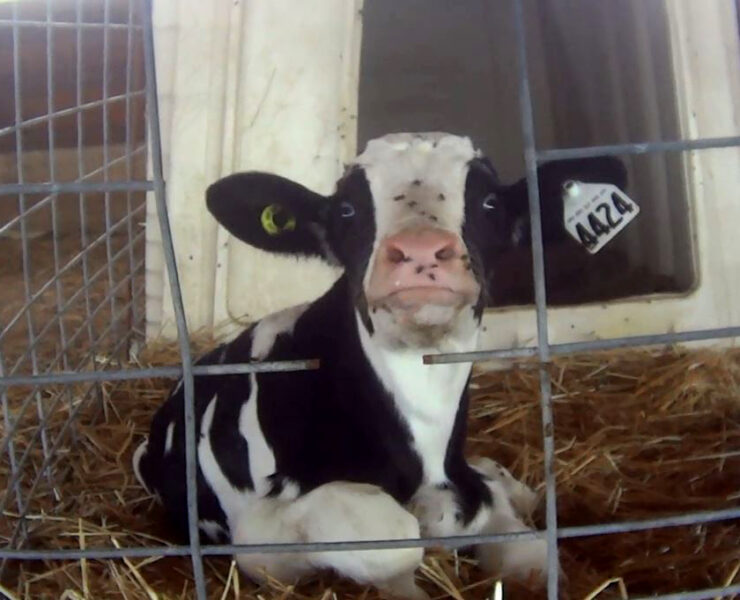 Calf in confinament, against the rules of California's Proposition 12