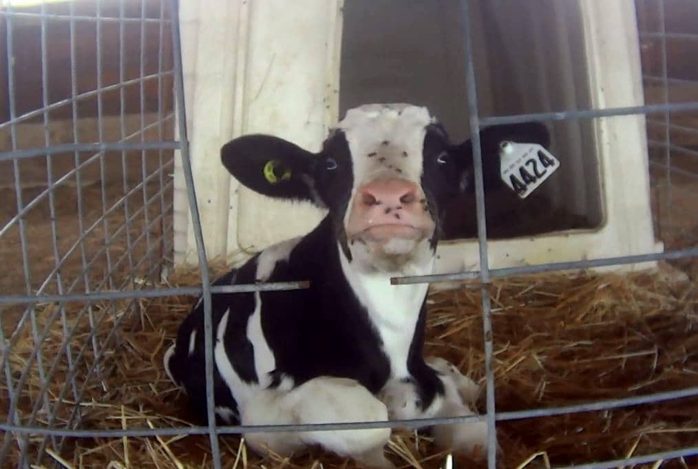 Calf in confinament, against the rules of California's Proposition 12
