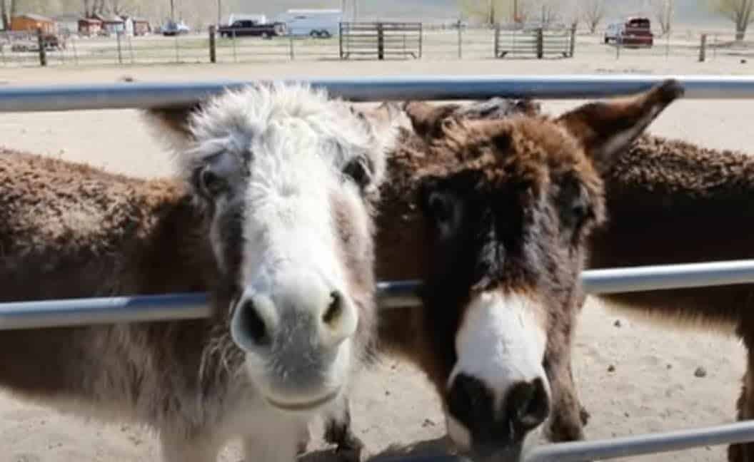 Wild burros are also being exploited and rounded up.