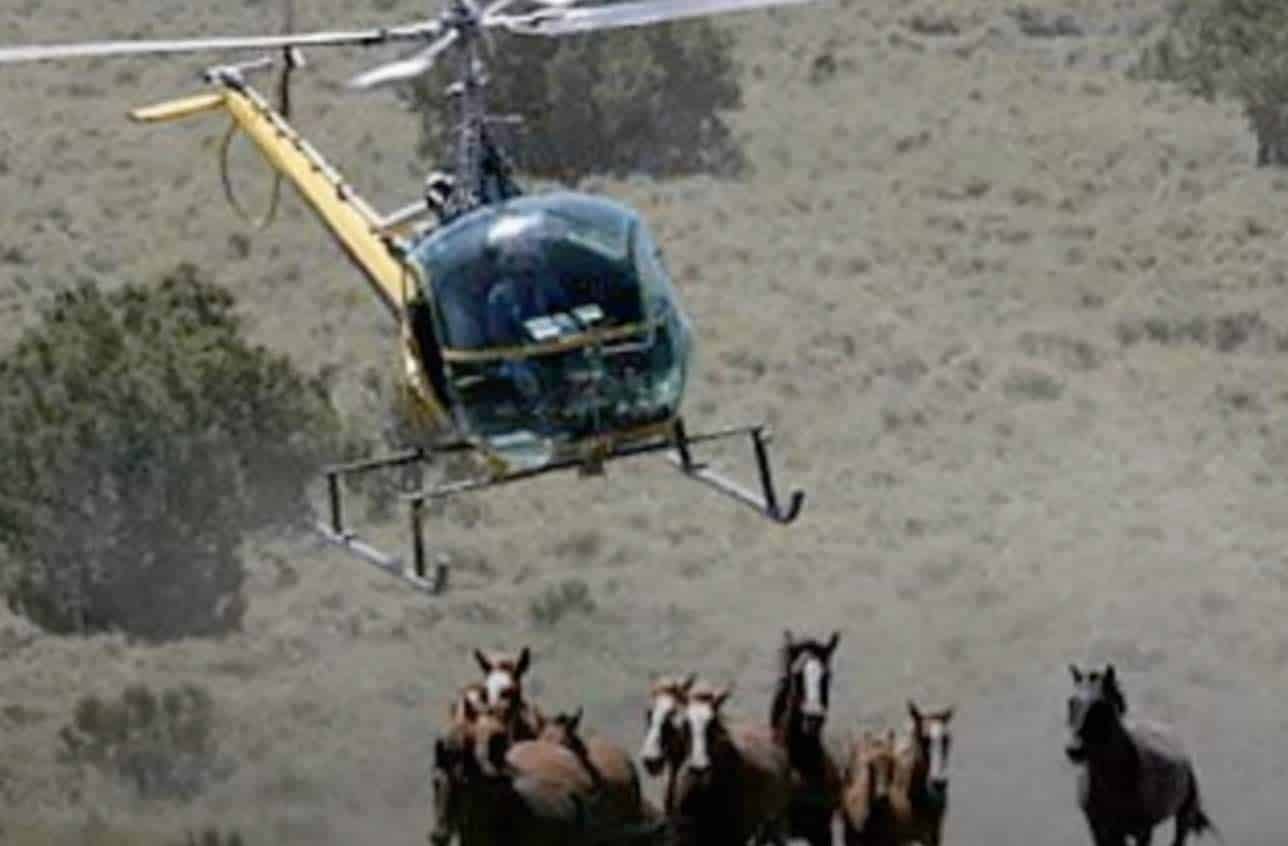 Terrified wild horses run from low flying government helicopters.