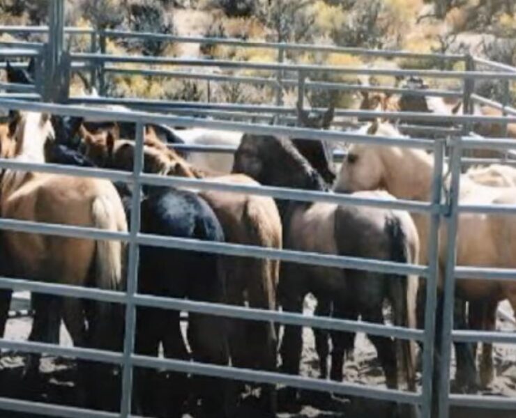 Tens of thousands of wild horses languish in packed government holding pens and often end up slaughtered in violation of the law.