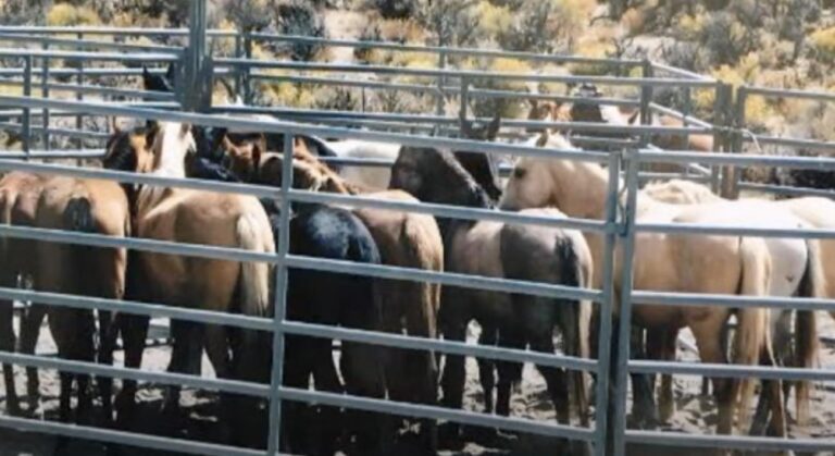 Tens of thousands of wild horses languish in packed government holding pens and often end up slaughtered in violation of the law.