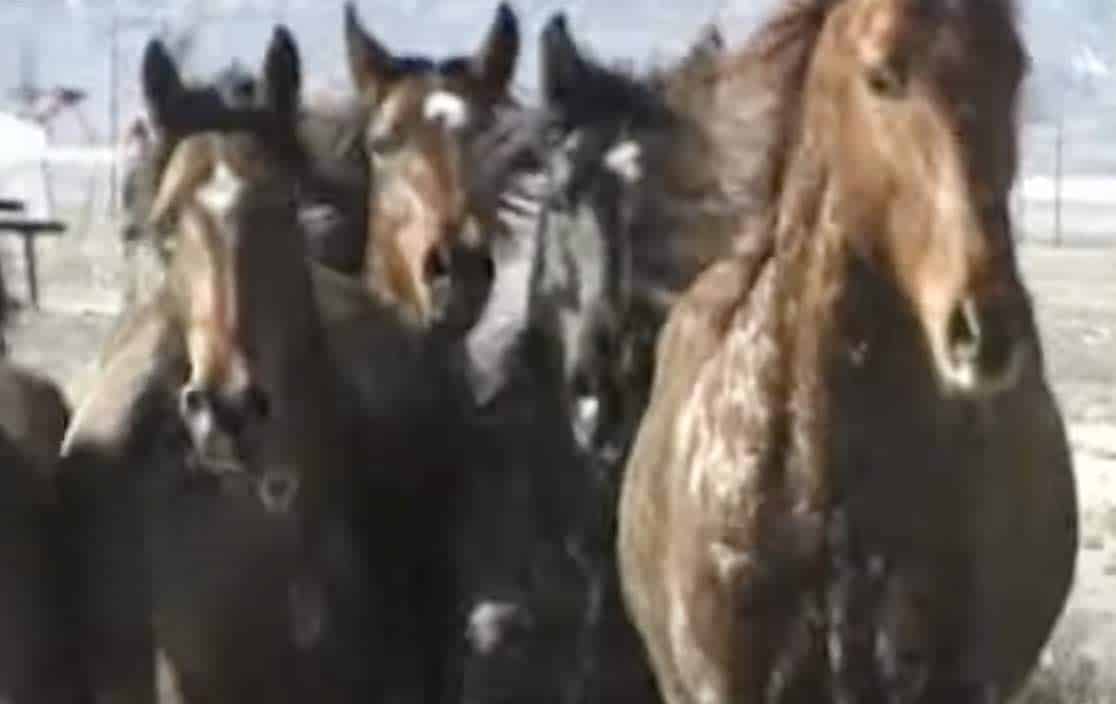 These horses have committed no crime but they are rounded up like criminals! 