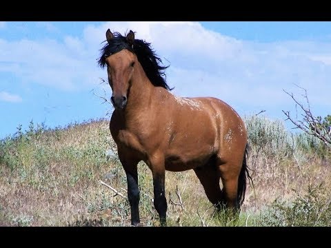 Wild horses are under attack by our own government which works for the cattle industry.