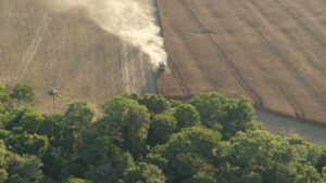 Crops being harvested next to what remains of a rainforest