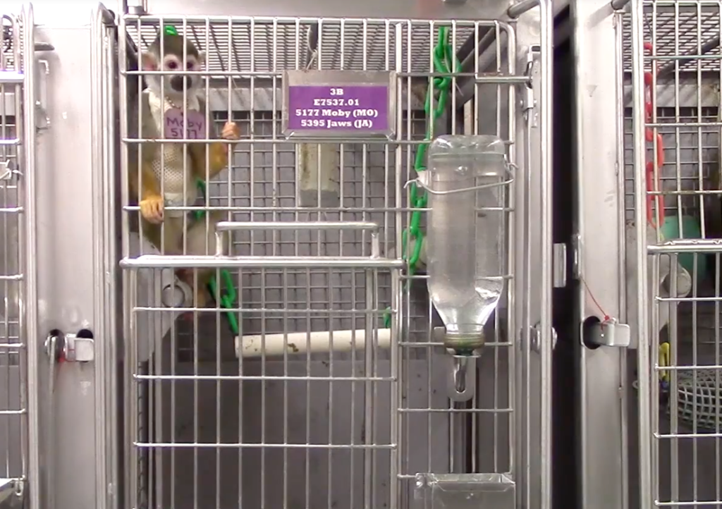 Squirrel monkey in a vivisection lab cage