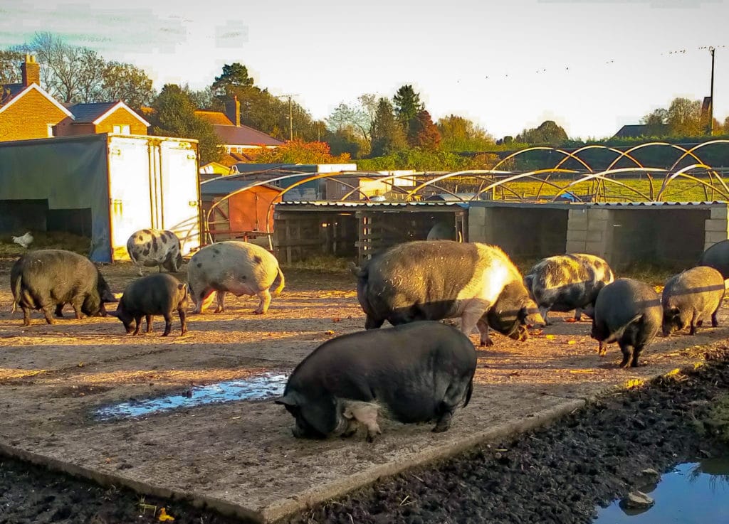 Pigs in a sanctuary