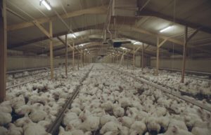 Chickens crammed together in an intensive factory farm.