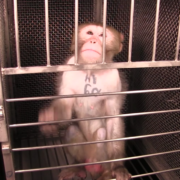 Monkey tattooed in a lab cage