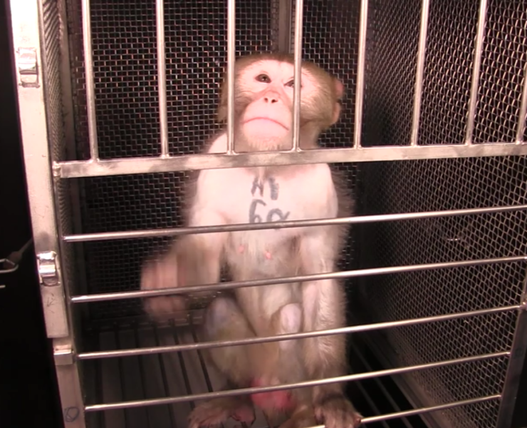 Monkey tattooed in a lab cage