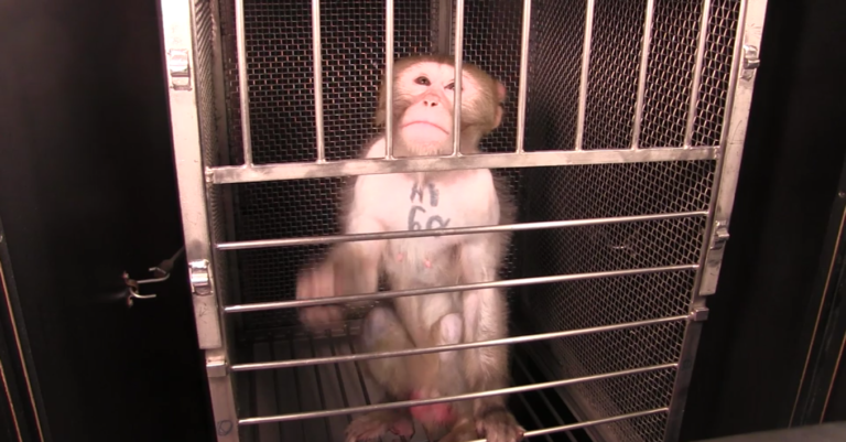 Monkey tattooed in a lab cage