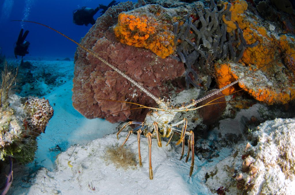 Lobster at sea between rocks