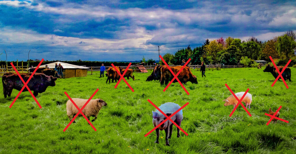Fram animals in a filed with red crosses on them