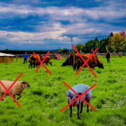 Fram animals in a filed with red crosses on them