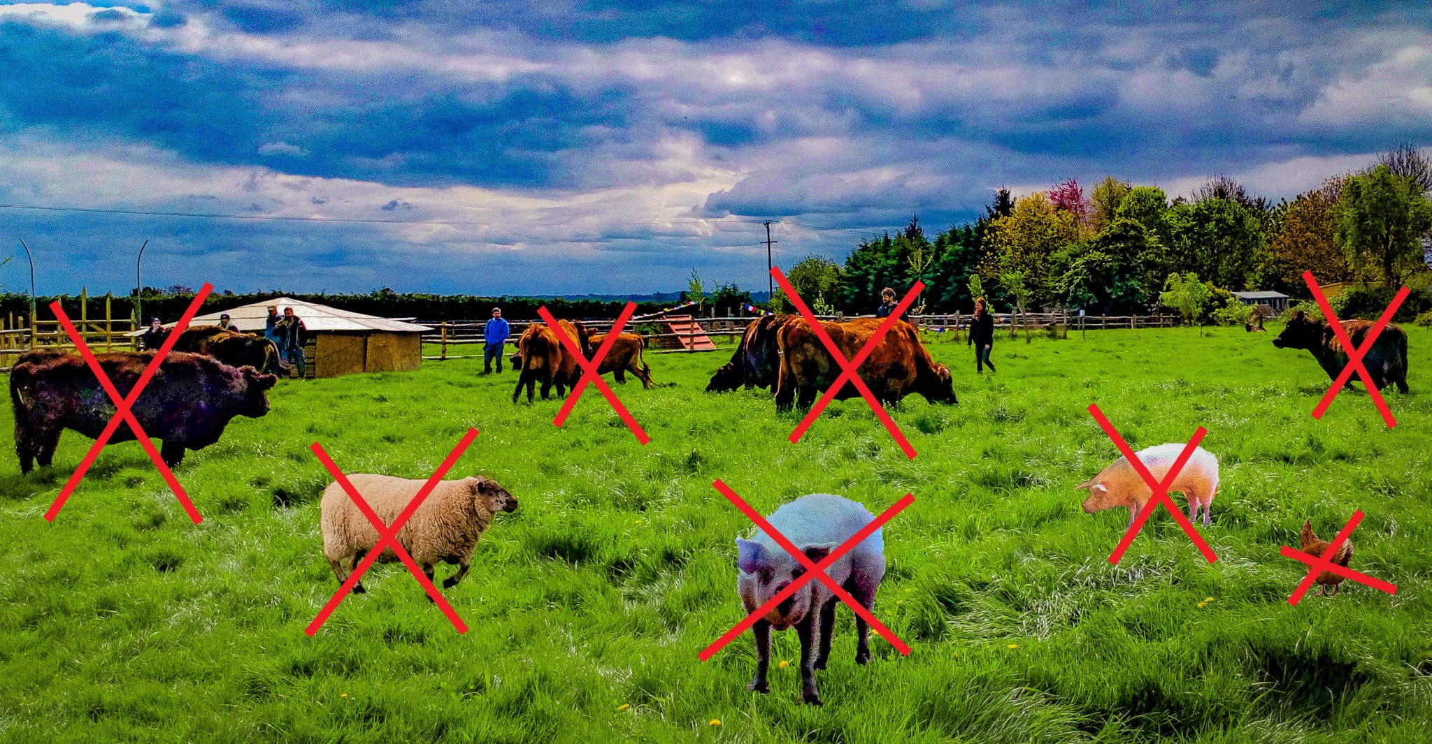 Fram animals in a filed with red crosses on them