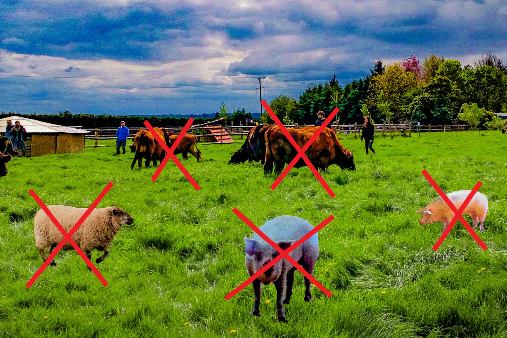 Farm animals in a field with red crosses on them