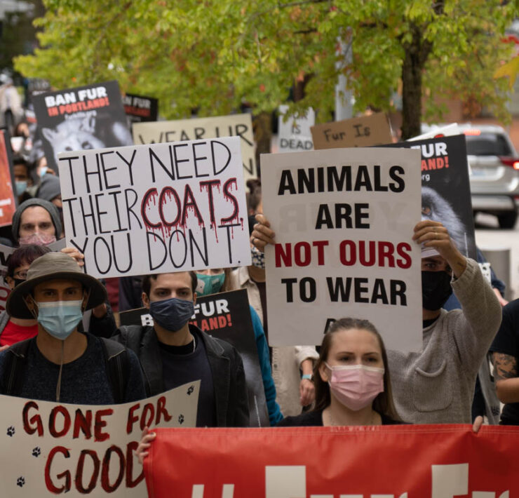 Protests against the sale and wearing of fur swept through numerous cities.