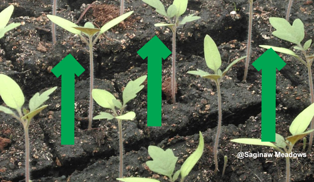 Tomato plants growing, with red arrows pointing upwards