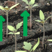 Tomato plants growing, with red arrows pointing upwards