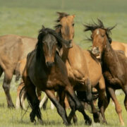Wild horses under threat.