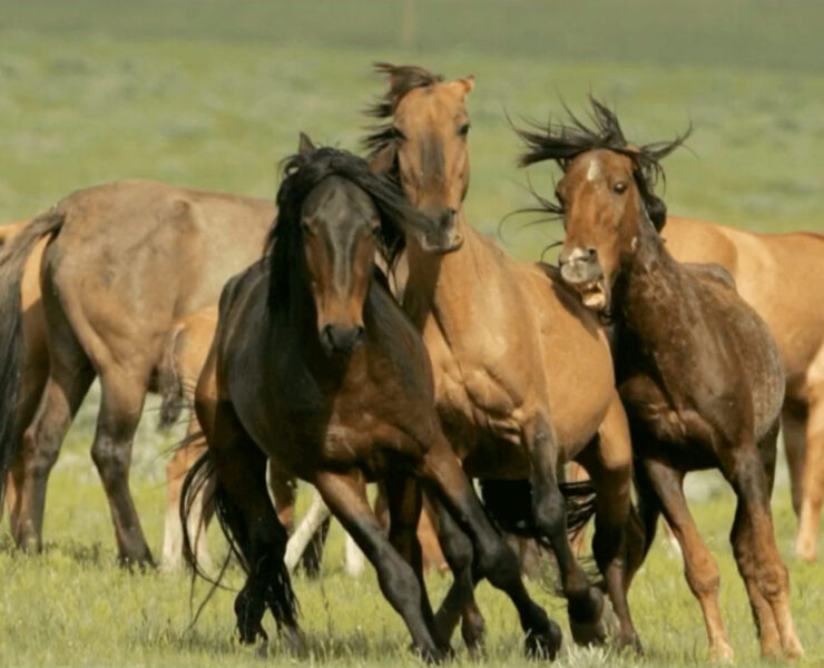 Wild horses under threat.