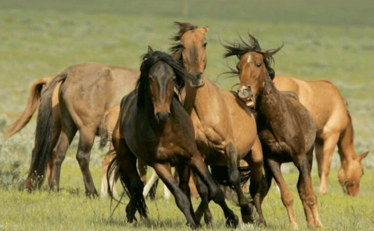 Wild horses under threat.