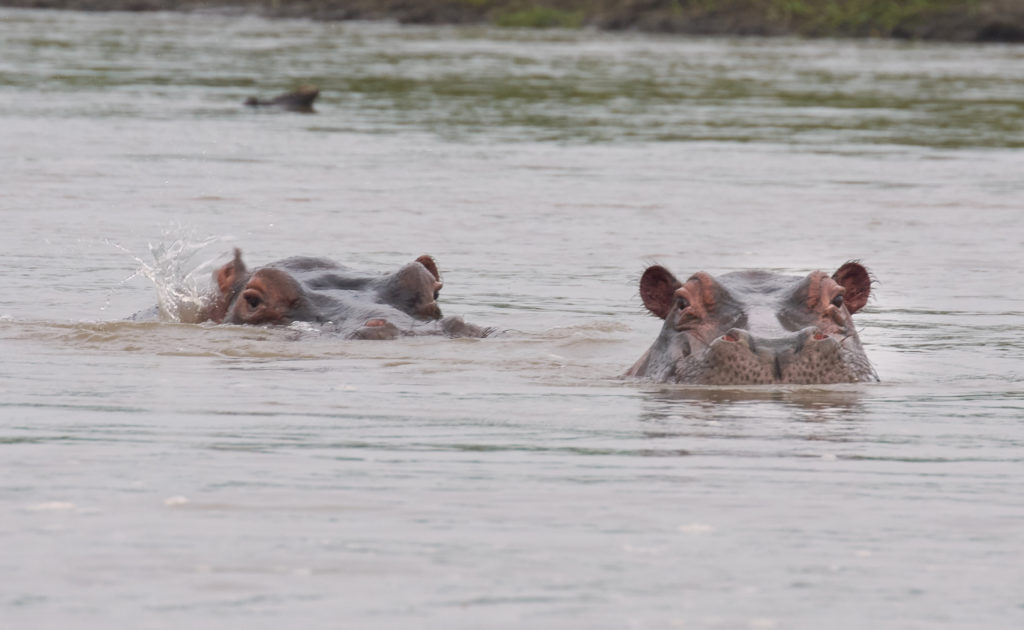 Hippos in water, who could become legal persons