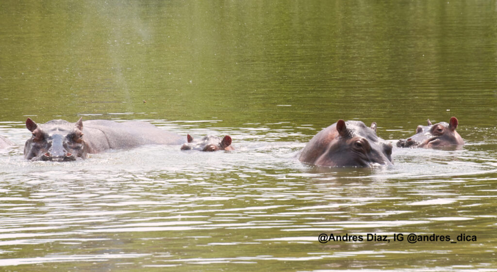 hippos in water