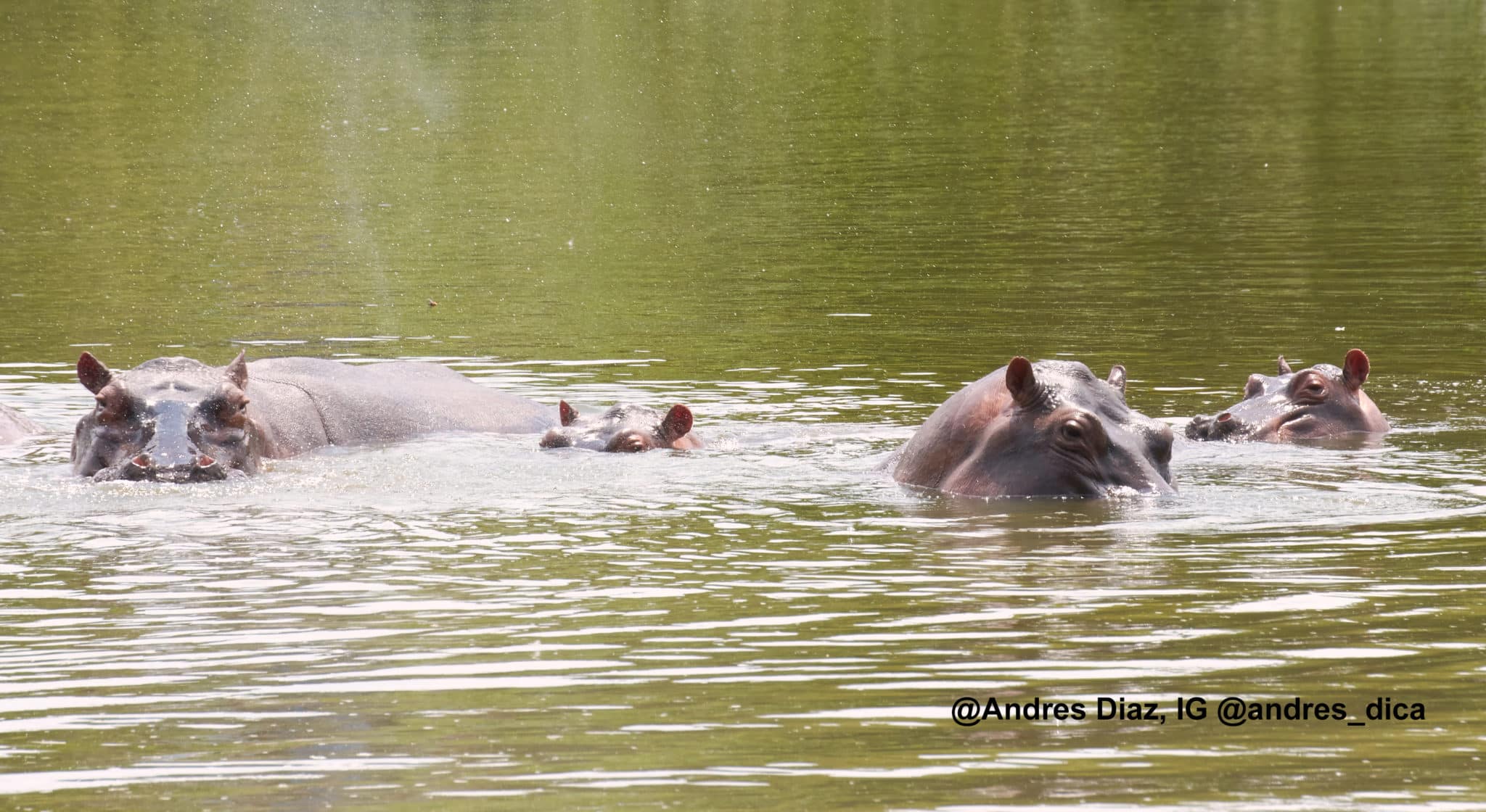 hippos in water